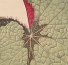 Begonia Rex Poster